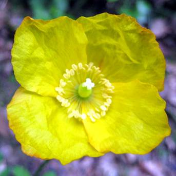 Welsh Poppy, Meconopsis cambrica