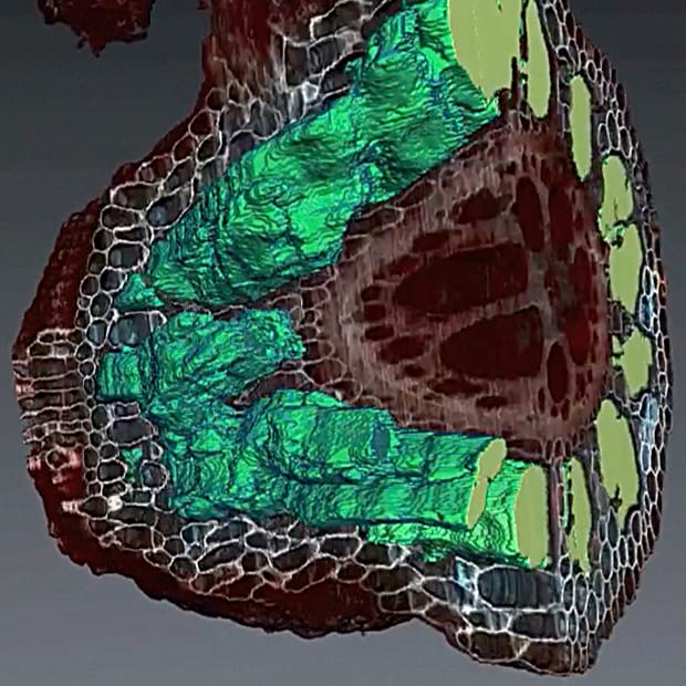 Your botanical ‘one-stop shop’