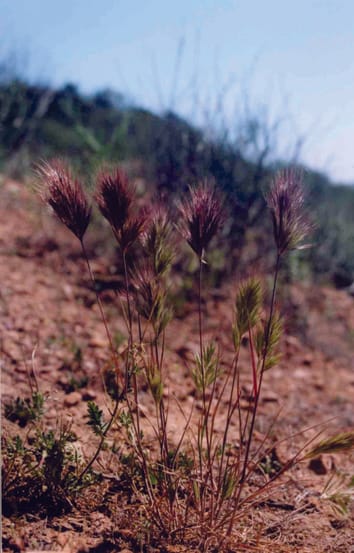 Phenological niches and the future of invaded ecosystems with climate change