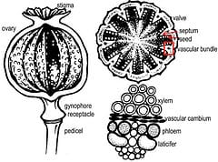 The fruit, the whole fruit, and everything about the fruit