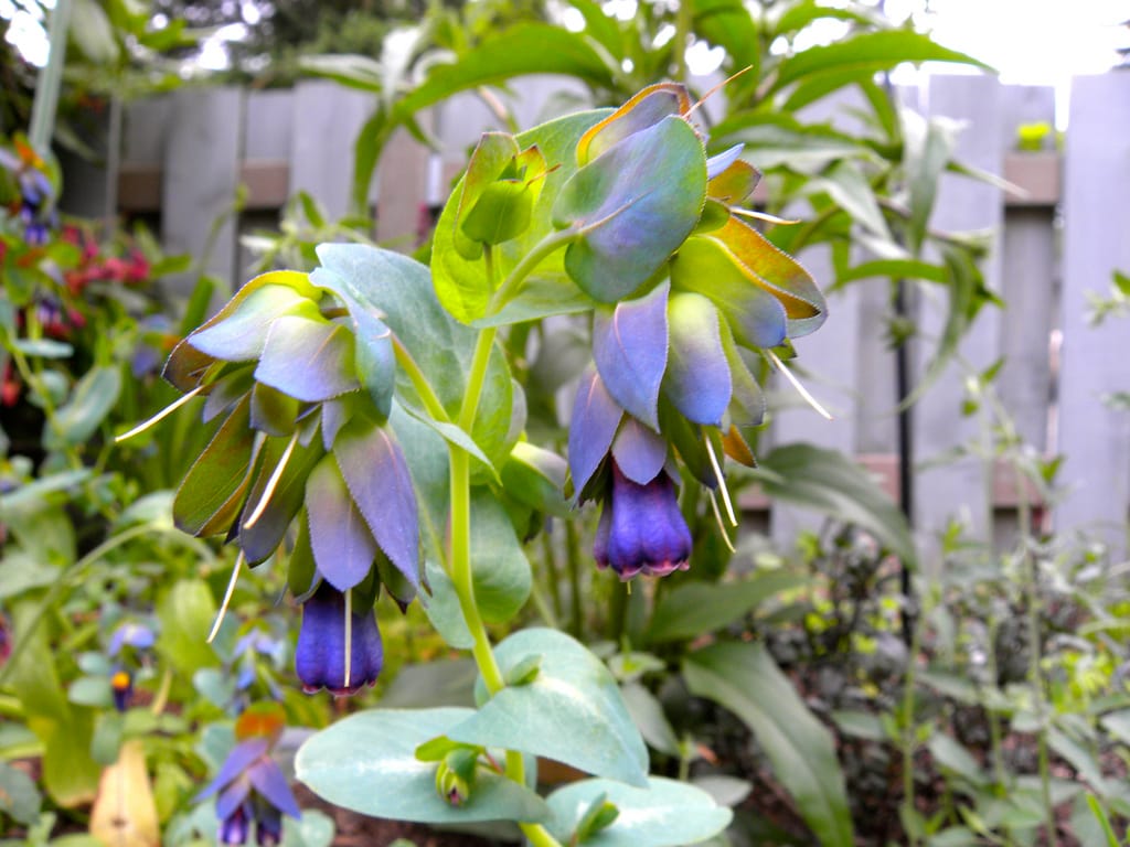 Cerinthe major Purpurascens
