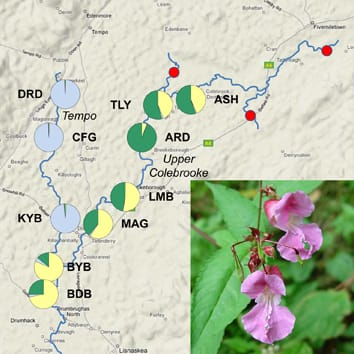 Hydrochoric gene flow in invasive riparian Impatiens