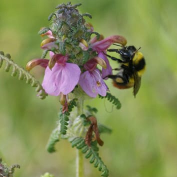 Avoidance of interspecific pollen transfer in Pedicularis