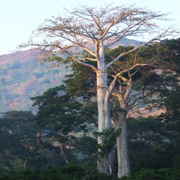 Diversification and hybridization in Malagasy baobabs