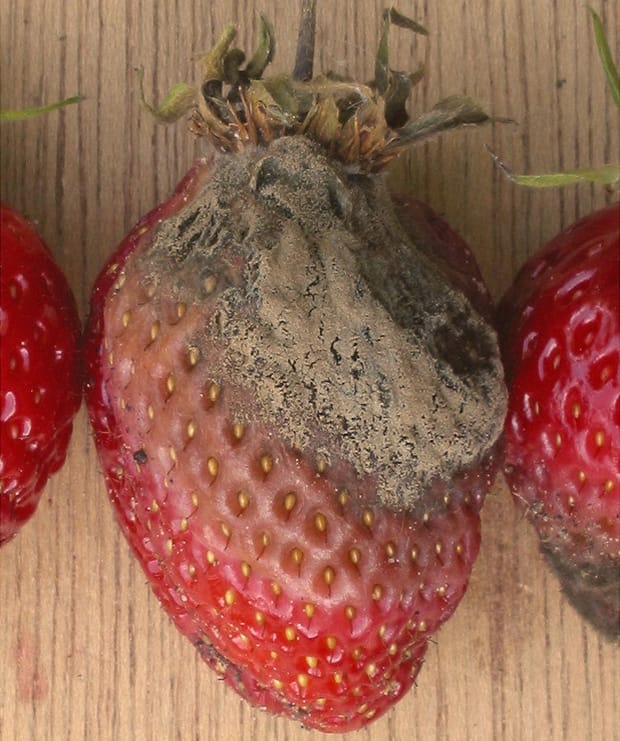 Spotlight on macronutrients: Touchy-feely calcium…