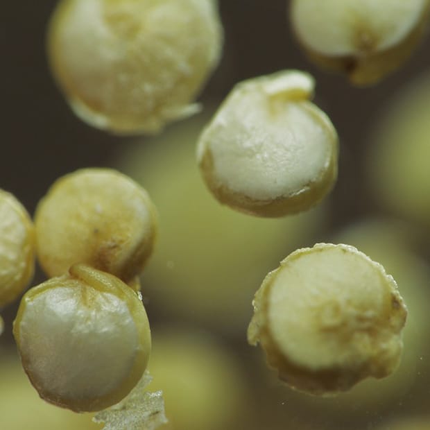 Spotlight on macronutrients (…and finally): Magnesium and a food fight…