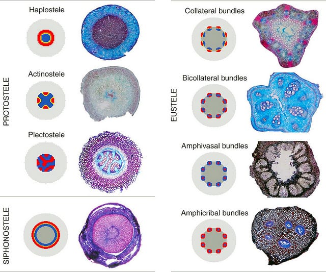 Seagrasses, differences between wine and table grapes and primary vascular structure in plants – new in Annals of Botany this week