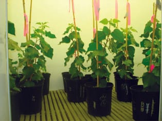 Poplar saplings exposed to recurring temperature shifts of different amplitude exhibit differences in leaf gas exchange and growth despite equal mean temperature