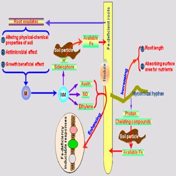 An underground tale: contribution of microbial activity to plant iron acquisition