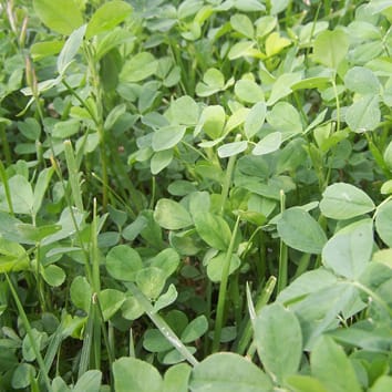 Shoot development in alfalfa plants competing for light