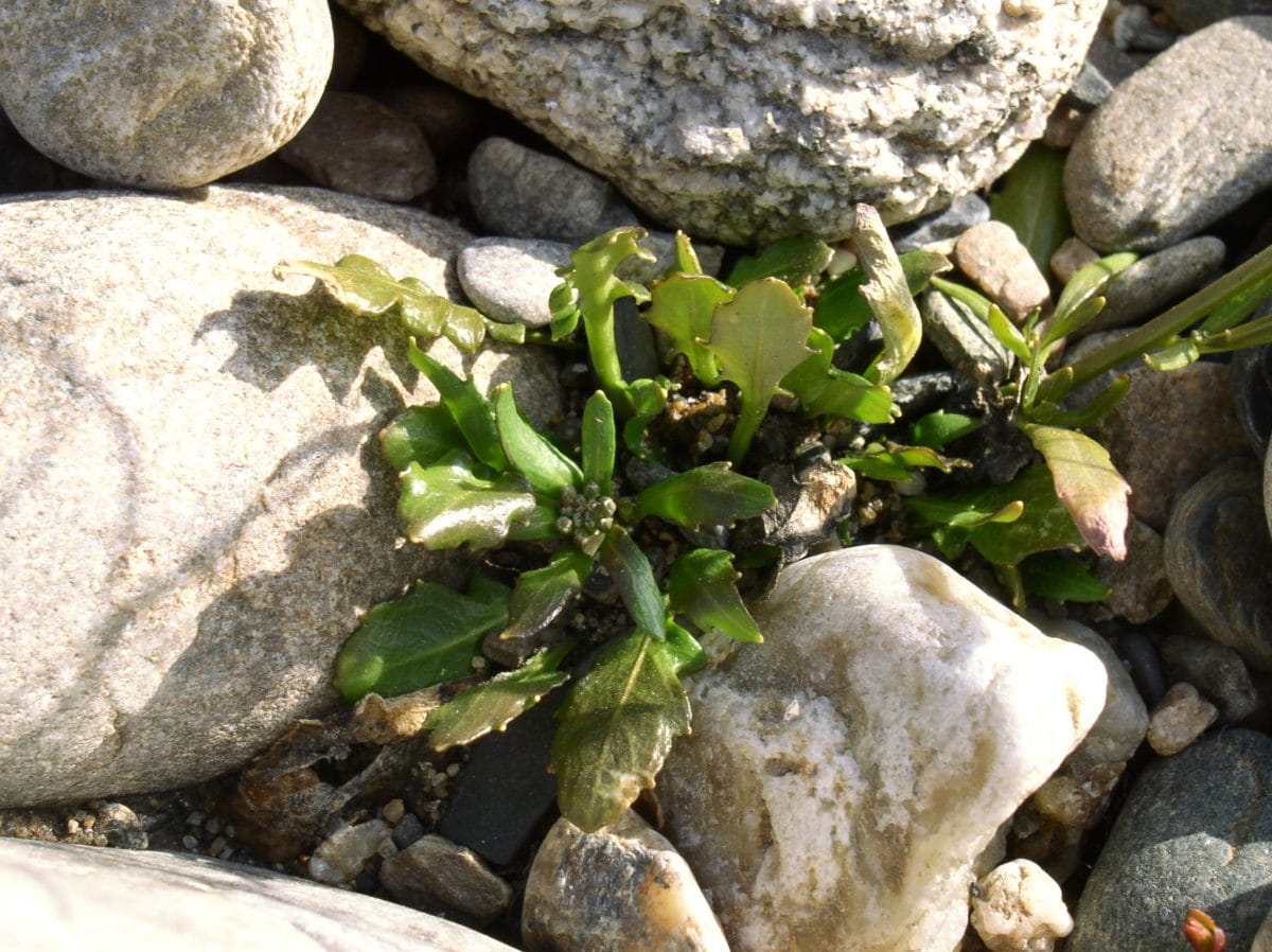 Genome size variation and evolution in allotetraploid Arabidopsis kamchatica and its parental species, A. lyrata and A. halleri