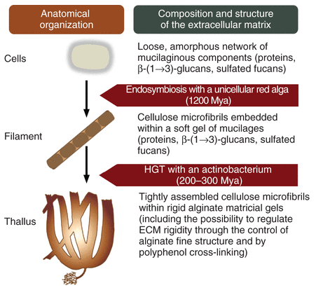 Chemistry and evolution of brown algae, plant density and cucumbers – This Week in Annals of Botany