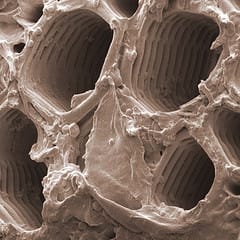 Impact of climate on plant growth and flower formation – This Week in Annals of Botany