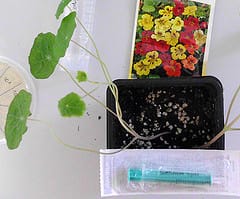 Tropaeolum Tops Tobacco