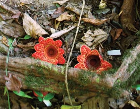 This week in Annals of Botany – bumper plant science edition!