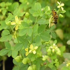 Adaptive and neutral variation in <i>Psilopeganum sinense</i>