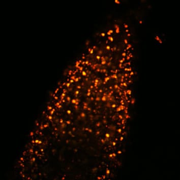 Production of peroxynitrite in arabidopsis peroxisomes