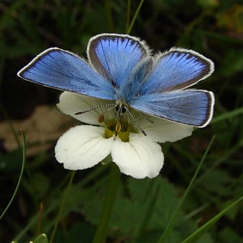In the right place at the right time for pollination