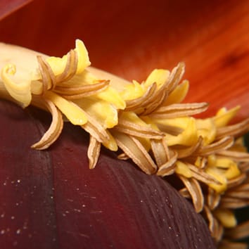 Where do gingers some from?