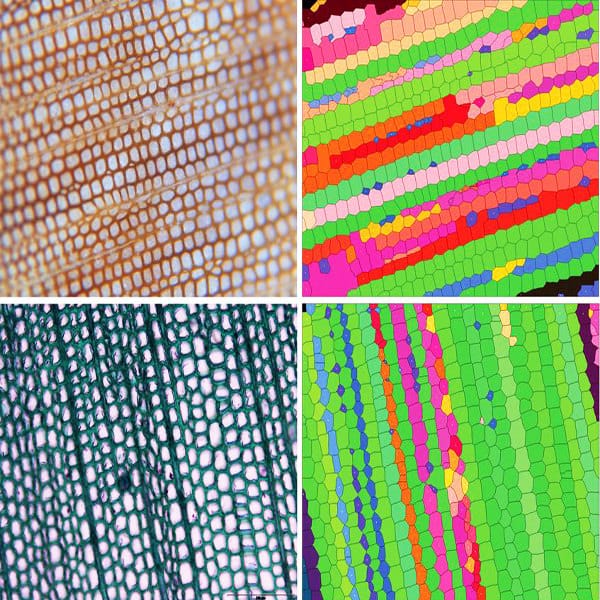 This Week in Annals of Botany