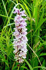 Orchid pollen, clover and salinity and Arabidopsis REM – This Week in Annals of Botany