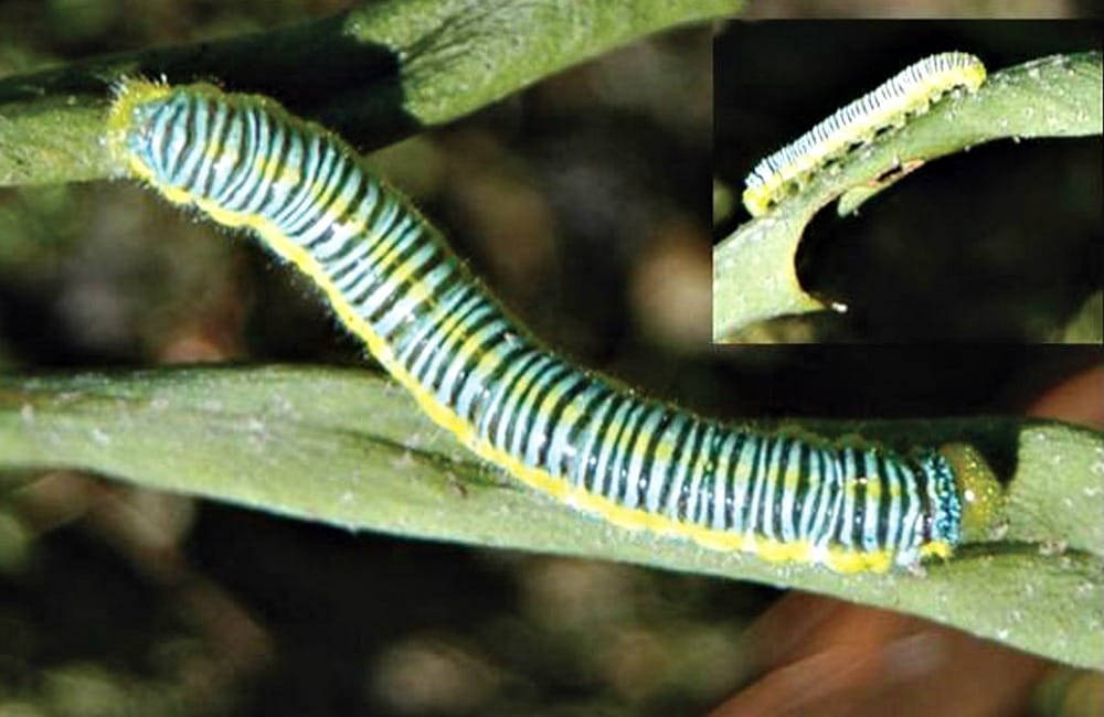 Sweet nectar gives ferns a bitter taste