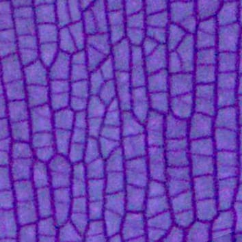 Growth and cellular patterns in petal epidermis of Antirrhinum