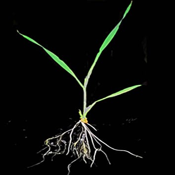 Developmental changes in root hydraulics (Research in Context)