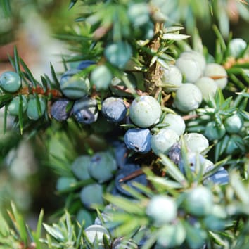Negative effects of global change on seed viability of juniper