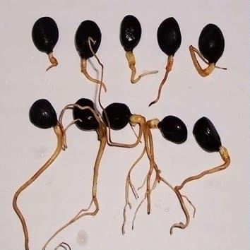 Root length affects epicotyl dormancy release