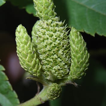 Heterodichogamy and thrips-pollination in Platycarya strobilacea