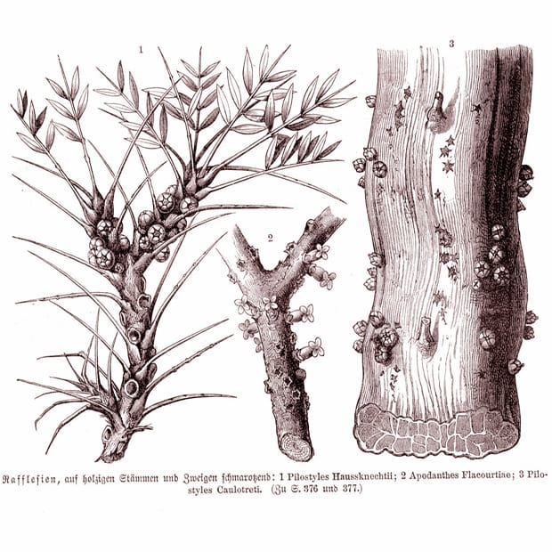 Plants, the inside story