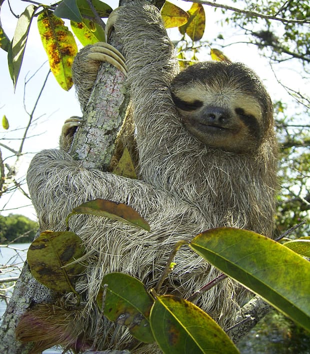 The trees have it…