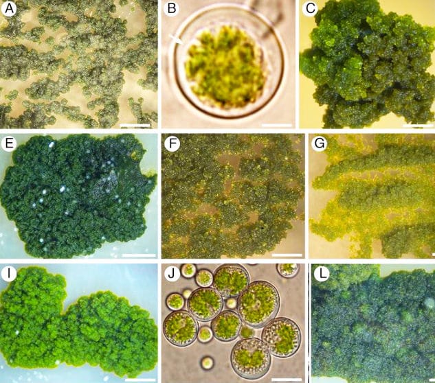 Lichens and their symbionts, seed size and much more – This Week in Annals of Botany