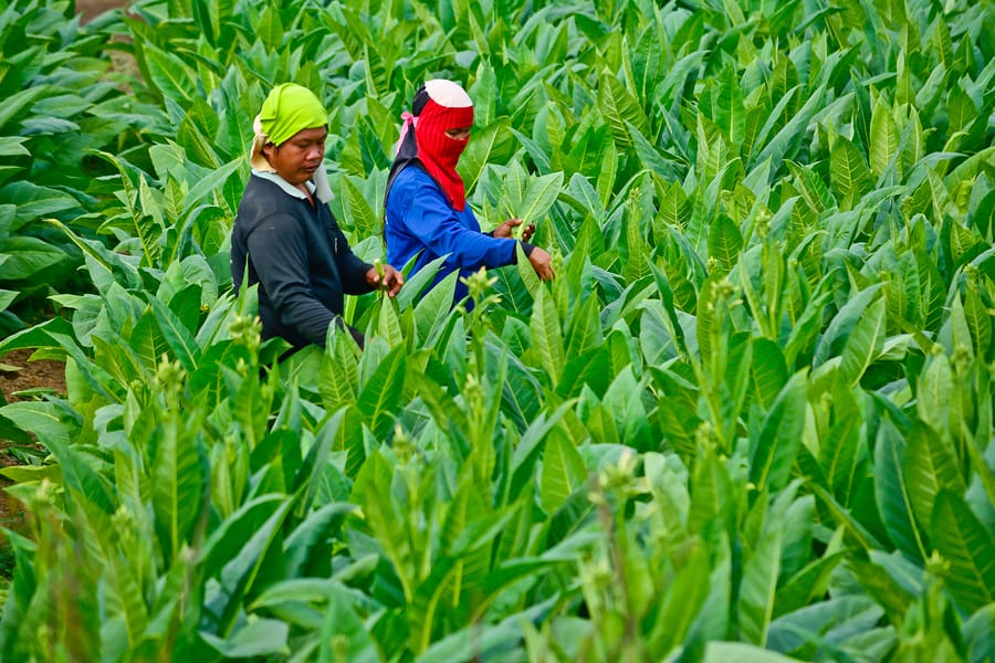 Life saving tobacco (with a mouse and virus assist)