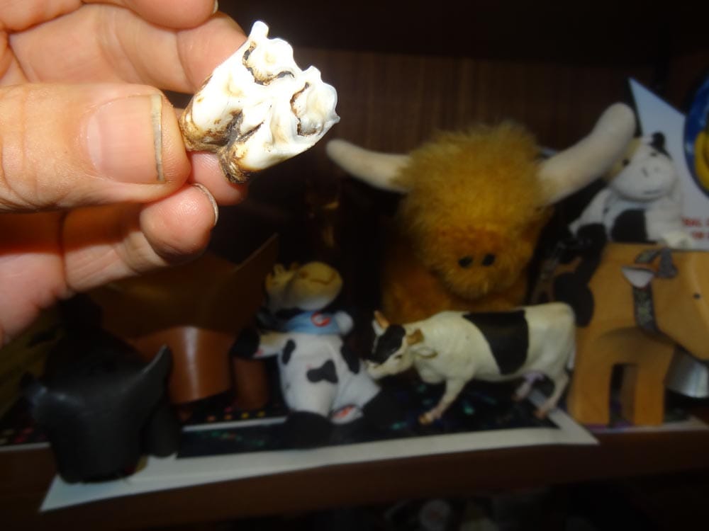 A cow tooth found in a milking parlour: cows loose their own milk teeth in their second lactation. Humans selected early breeding but not loss of other juvenile characters.