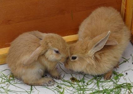 Domesticated rabbits - friendly and little fear