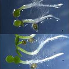 GPT2, seedling development and sugar signalling