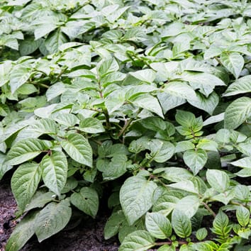 Regulation of a Solanum Double-B box gene