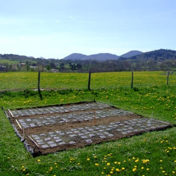 Predicting mixed-species litter decomposition