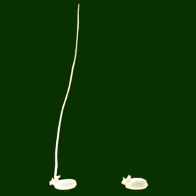 How rice germinates under water