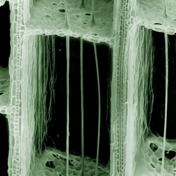 Fibre cables and tensegrity in Typha leaves
