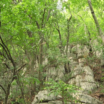 Nutrient stoichiometry and resorption in karst vegetation