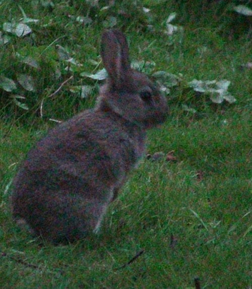 A wild rabbit on guard, using lots of energy and sensory perception. These genes are selected in domesticated rabbits.