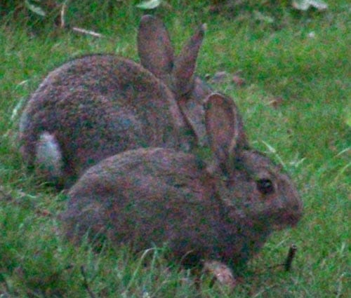Domestication – rabbits now catching up with plants
