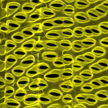 Wettability of xylem lumenal walls in maize roots