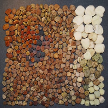 Lathyrus diversity and crop improvement (Invited Review)