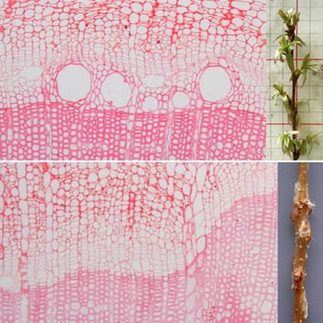 Cambial reactivation and formation of earlywood vessels in oak