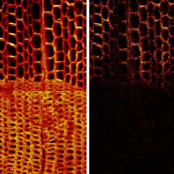 Accumulation of ferruginol in heartwood-forming xylem