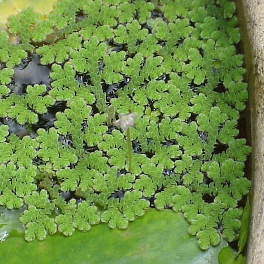 Sponsor a genome…?